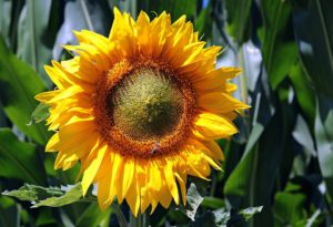 Sunflower | FAIR Study