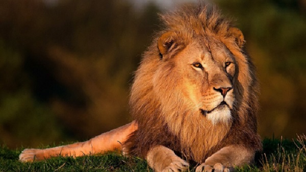 Lion | FAIR Study